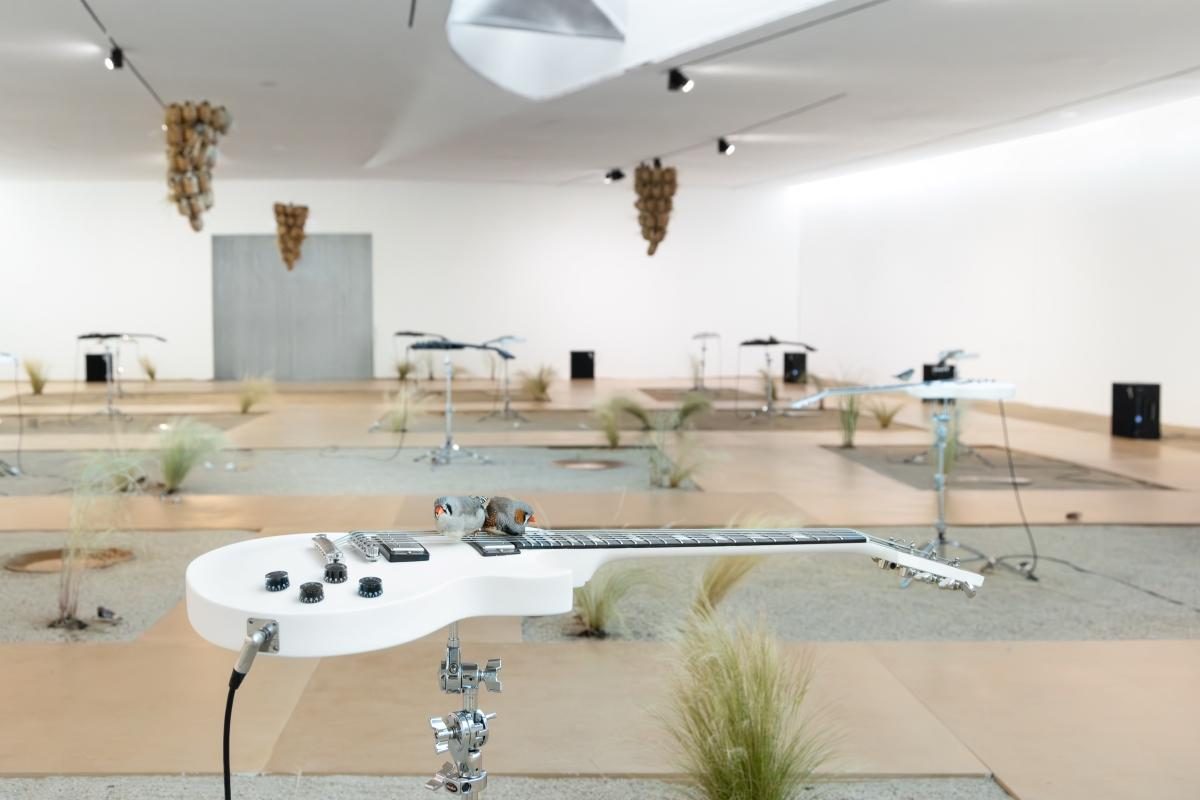 The room: guitars on stands, finches in the air, grasses in the gravel, from here to ear v.26 installation, MAAT Lisbon